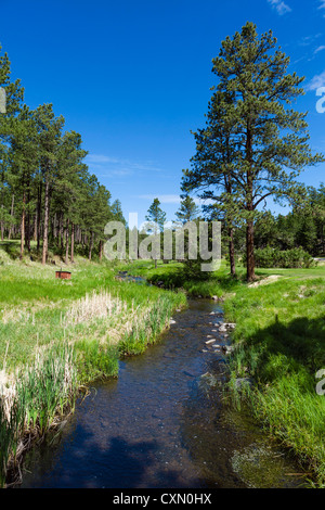 Stream at Blue Bell picnic area alongside Route 87 in Custer State Park, Black Hills, South Dakota, USA Stock Photo