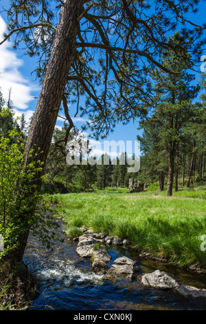 Stream at Blue Bell picnic area alongside Route 87 in Custer State Park, Black Hills, South Dakota, USA Stock Photo