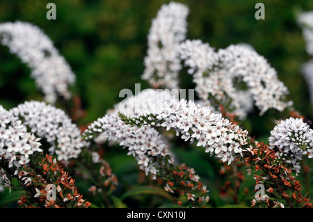 lysimachia barystachys white spire spike flowers flowering perennials spires spikes Stock Photo