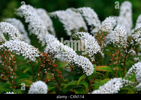 lysimachia barystachys white spire spike flowers flowering perennials spires spikes Stock Photo