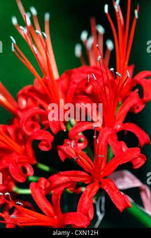 Guernsey lily Nerine sarniensis red flowers flowering bulb autumn ...