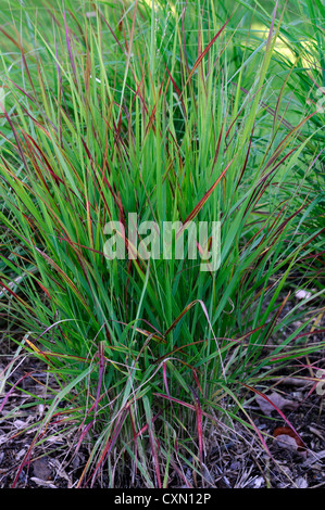 panicum virgatum rotstrahlbusch green leaves foliage ornamental grasses grass Stock Photo