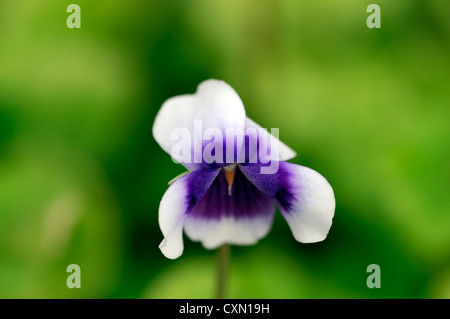 viola hederacea white purple flowers perennial violet viola dense groundcover Stock Photo