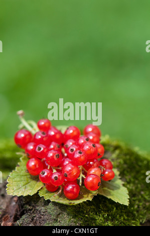 Red currant Stock Photo