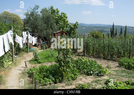 Vegetable garden of La Bottega restaurant in Volpaia, Tuscany, Italy Stock Photo