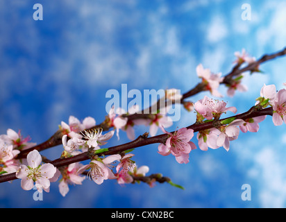 Peach branch in full bloom with blue background (Selective Focus, Focus on the blossoms in the front) Stock Photo