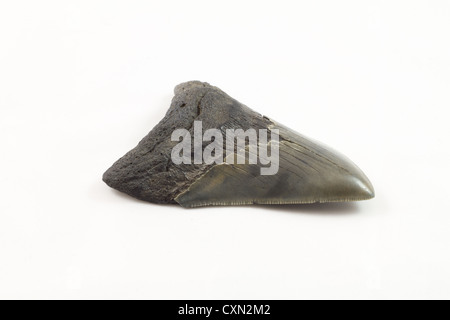 Megaladon Tooth on white isolated background Stock Photo