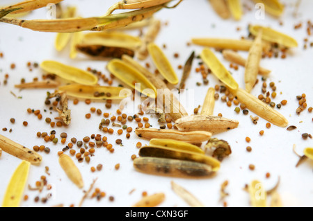 Arugula seed pods and seeds on a white paper. Stock Photo