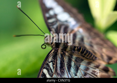 Clipper Butterfly (Parthenos sylvia) butterfly. Stock Photo
