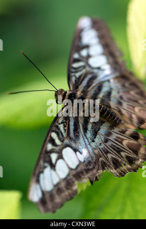Clipper Butterfly (Parthenos sylvia) butterfly. Stock Photo