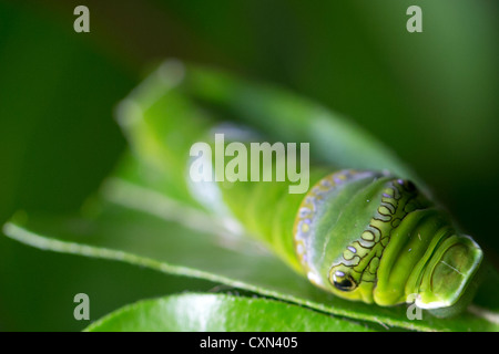 Common Mormon (Papilio polytes) swallowtail butterfly larvae Stock Photo