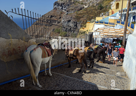 Donkey rides from the town of Firáold to port of Fira, Santorini, Cyclades, South Aegean Region, Greece Stock Photo