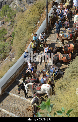 Donkey rides from the town of Firáold to port of Fira, Santorini, Cyclades, South Aegean Region, Greece Stock Photo