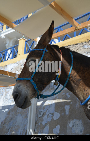 Donkey rides from the town of Firáold to port of Fira, Santorini, Cyclades, South Aegean Region, Greece Stock Photo