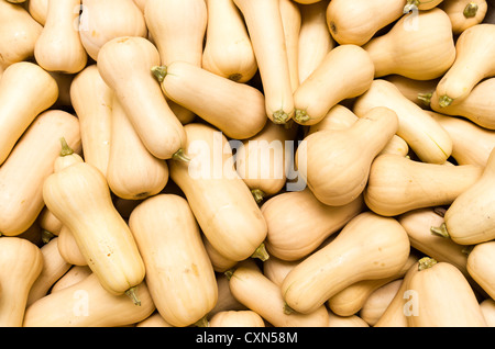 M Butternut Freshly harvested seasonal winter butternut on display at farmers ...