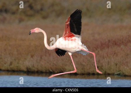 a flamingo while landing in the reeds of the pond of the Camargue, France, Europe Stock Photo