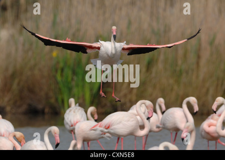 a flamingo while landing in the reeds of the pond, Camargue, France Stock Photo