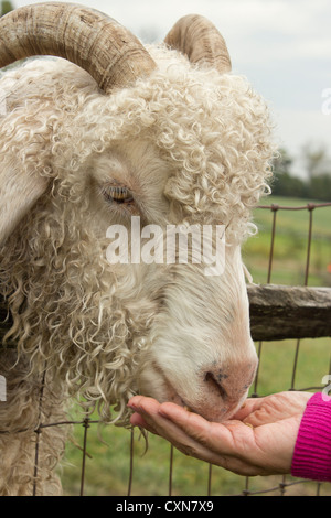 Sheep being fed in a petting zoo Stock Photo