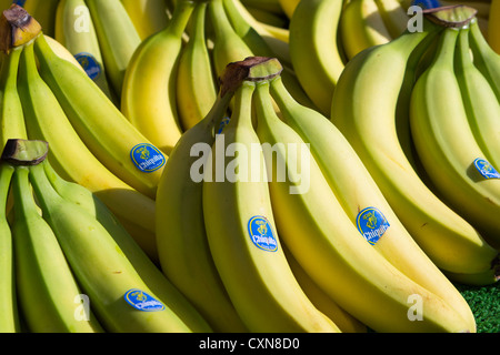Wholefood. Bananas for sale. Salisbury market stall. England UK Stock Photo