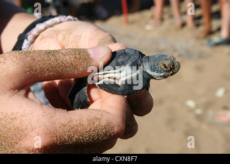 A green turtle hatchling held for viewing in Lapta, North Cyprus. Stock Photo