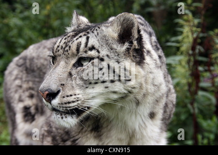 Snow leopard Stock Photo