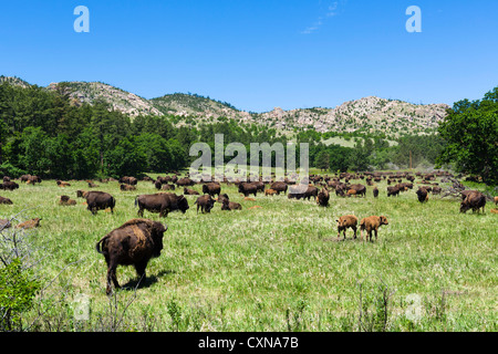 Herd of Bison just off Wildlife Loop Road in Custer State Park, Black Hills, South Dakota, USA Stock Photo