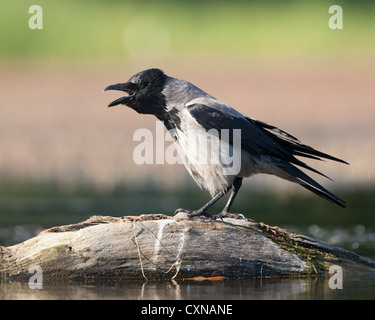 Hooded crow (Corvus cornix)  on a floating log, calling Stock Photo