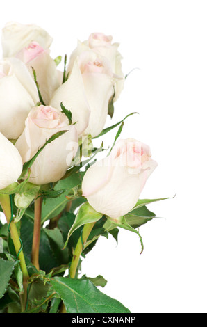 rose isolated on white background Stock Photo - Alamy