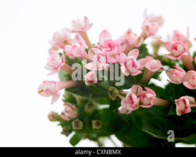 Bouvardia longiflora ‘Diamond Pink’ common name Bouvardia Stock Photo
