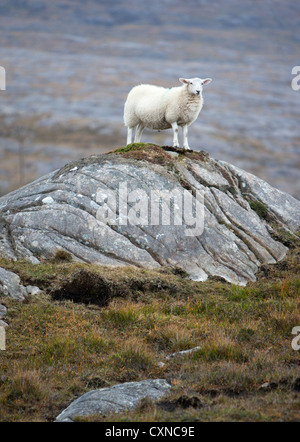 sheep standing on rock on Isle of Harris, Hebrides, Scotland. Stock Photo