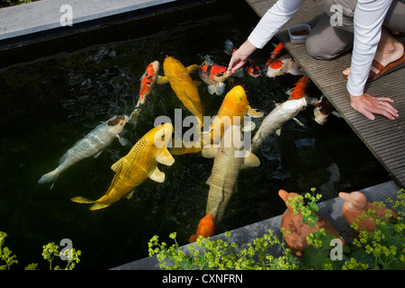 Woman feeding koi fish by hand in garden pond Stock Photo