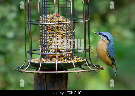 Eurasian nuthatch (Sitta europaea) eating from bird feeder in garden Stock Photo