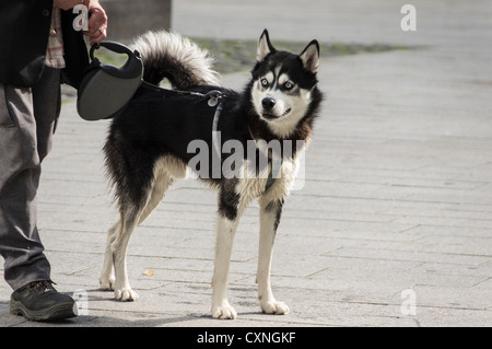 Dusseldorf, Germany - spitz dog with blue eyes, Alaskan Malamut Stock Photo