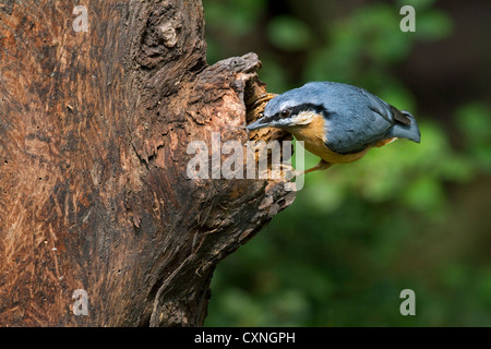 Eurasian nuthatch (Sitta europaea) looking for food in tree hollow Stock Photo