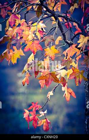Liquidambar (Liquidambar styraciflua). Leaves in autumn. Stock Photo