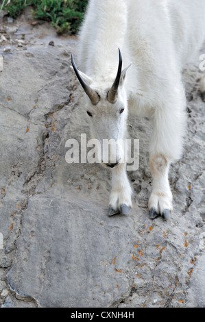 A white mountain goat traveling down the a steep rock cliff Stock Photo ...