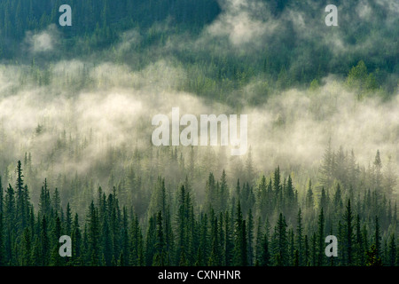 A wet mist swirls over the tall tree tops after a summer rain Stock Photo