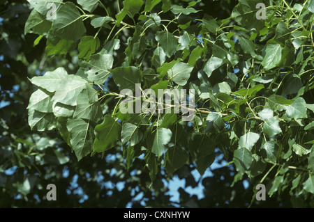 Hybrid Black-poplar Populus x canadensis (Salicaceae) Stock Photo