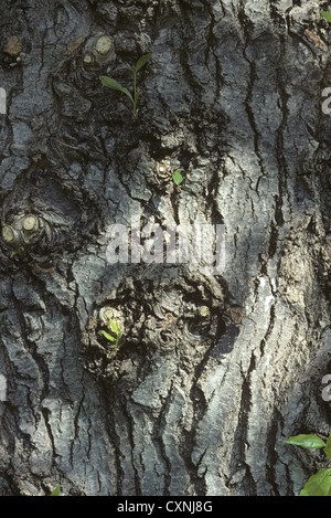 Western Balsam-poplar Populus trichocarpa (Salicaceae) Stock Photo