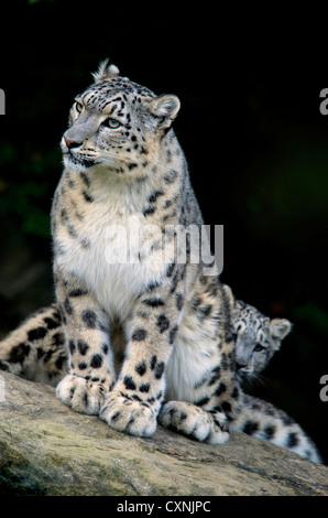 Snow Leopard, Uncia uncia, Panthera uncia, Asia Stock Photo