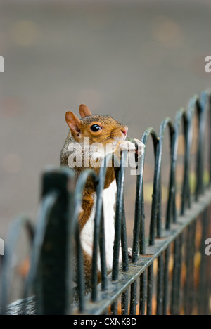 Grey Squirrel on fence Stock Photo