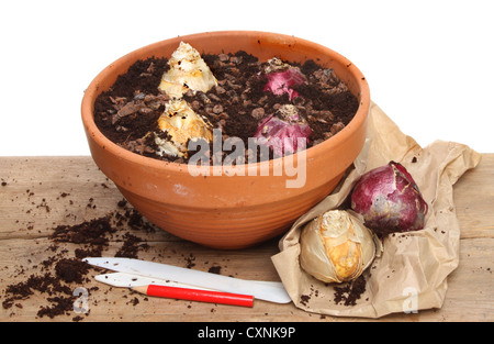 Hyacinth bulbs in a pot on a potting bench Stock Photo