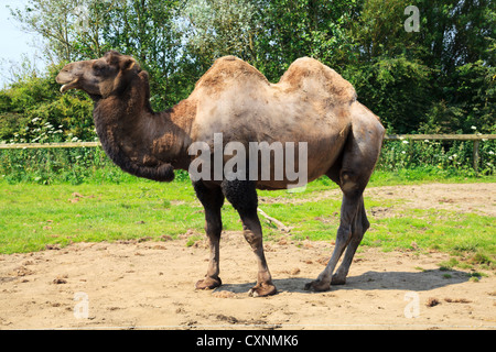 Bactrian Camel at Folly Farm Zoo Stock Photo
