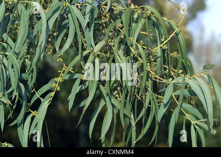 Small-leaved Gum Eucalyptus parviflora Stock Photo