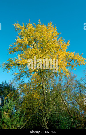 Aspen Populus tremulus Salicaceae Stock Photo