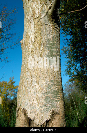 Aspen Populus tremulus Salicaceae Stock Photo