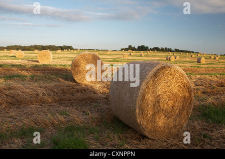 English countryside. Bales of hay scattered in a field on a sunny September evening in Dorset. England, United Kingdom. Stock Photo