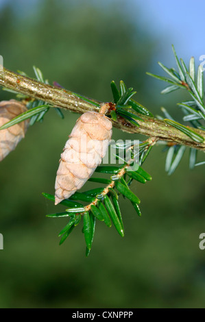 Eastern Hemlock-spruce Tsuga canadensis (Pinaceae) Stock Photo