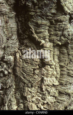 Cork Oak Quercus suber (Fagaceae) Stock Photo