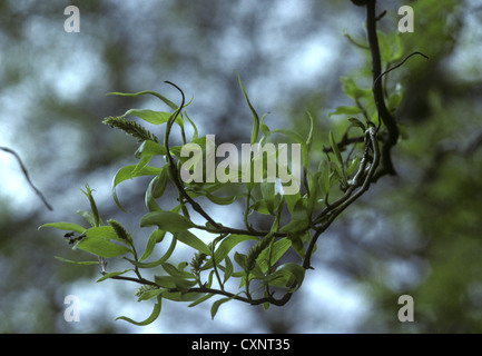 Chinese Weeping Willow (Corkscrew form) Salix babylonica pekinensis (Salicaceae) Stock Photo